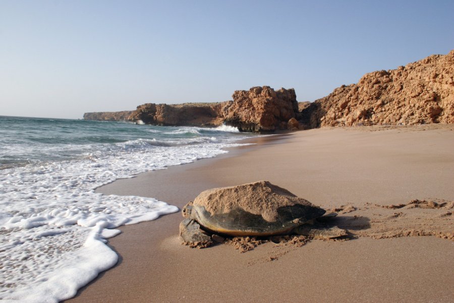 Sur la plage de Ras Al-Jinz. OT Oman