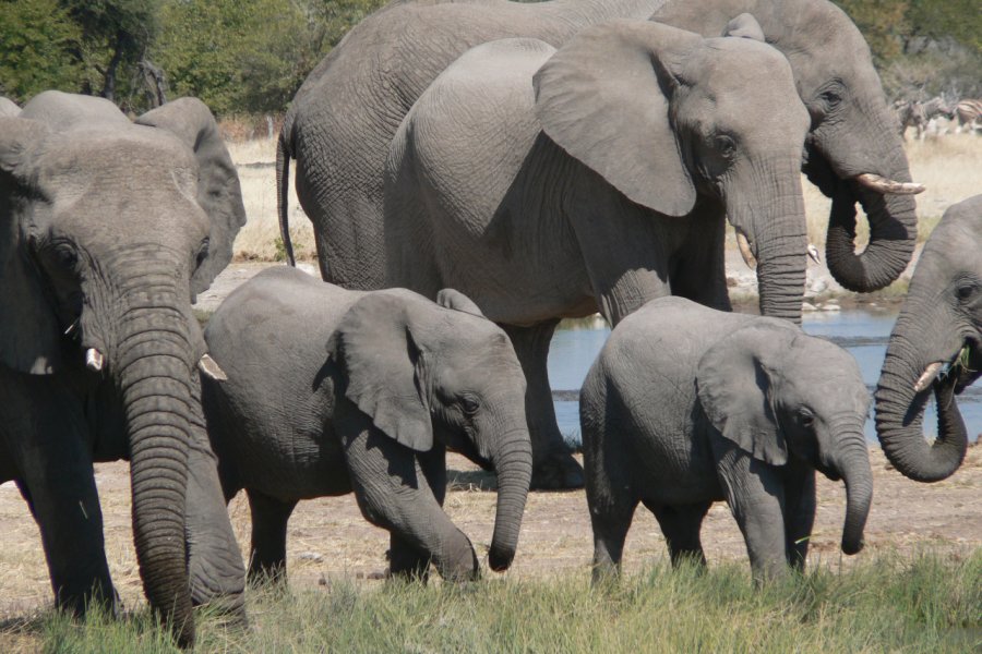 De joyeux pachydermes au sein du parc national d'Etosha. Ute von Ludwiger / Namibia Tourism - www.fotoseeker.com