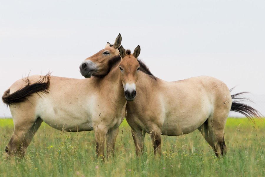 Les chevaux de Przewalski introduits en Lozère pour contribuer à leur sauvegarde. shutterstock.com - Shyrochenko Aleksandr
