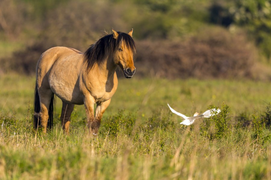 Marais du Crotoy. (© gregoire  - stock.adobe.com))