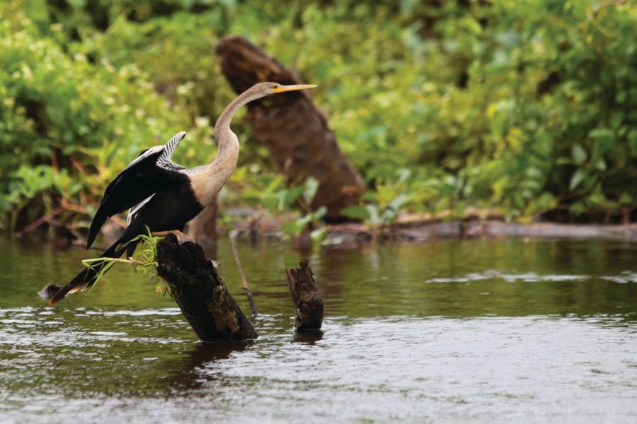 La rivière Yacuma et sa faune abondante. Arnaud BONNEFOY