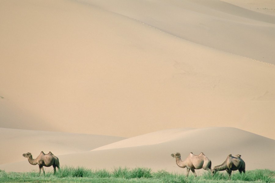Parc national du Gobi, dune de Khongoryn-Els. Eric Martin - Iconotec