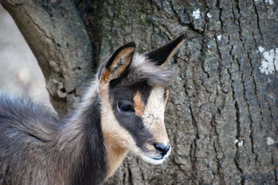 Jeune isard dans les Pyrénées Yvann K - Fotolia