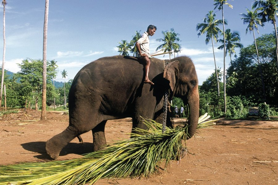 Orphelinat des éléphants (© Eric Martin - Iconotec))