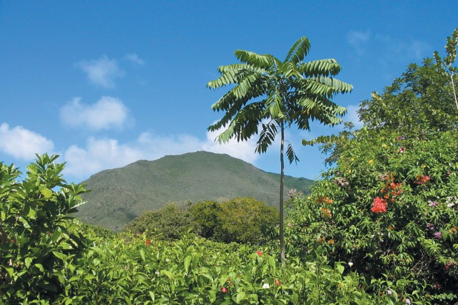 Végétation luxuriante à Margarita. Alain DEMARS