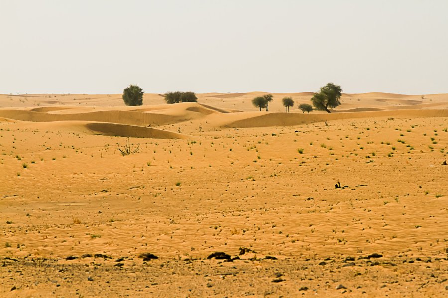 Le désert à Al-Dhaïd. bella reji - Shutterstock.com