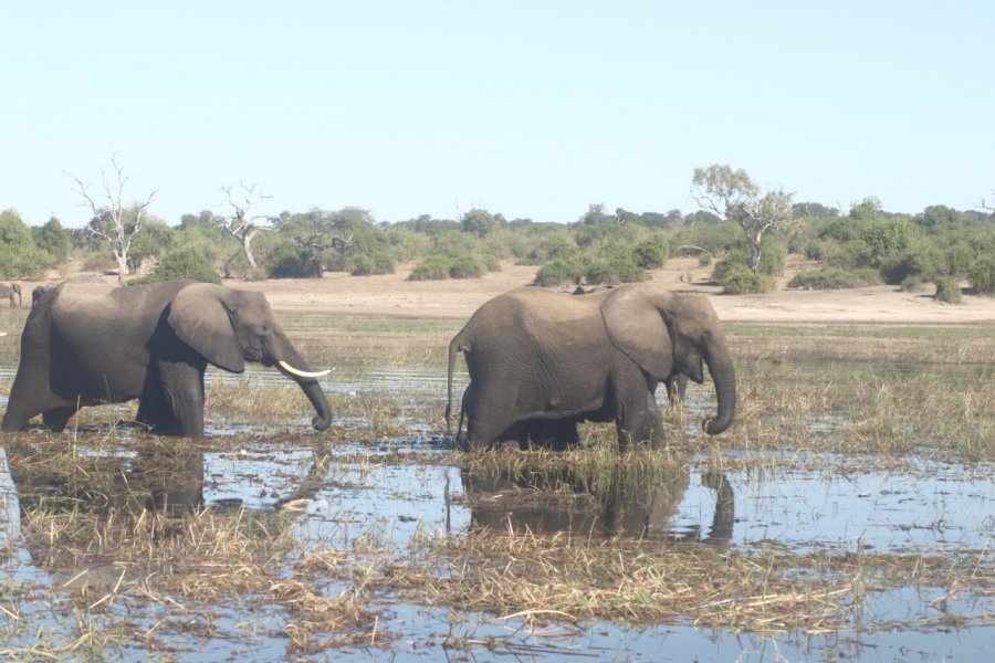 Bain de midi pour les éléphants dans le Chobe. Martin FOUQUET