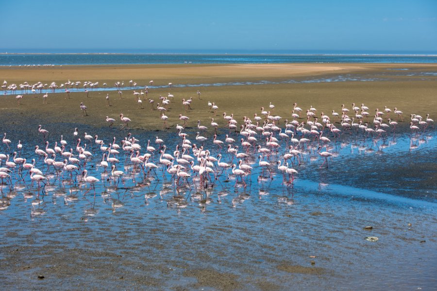 Flamants roses de Walvis Bay. javarman - Shutterstock.com