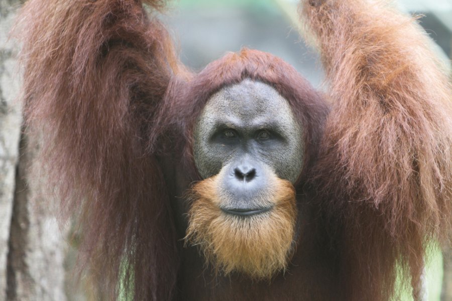 Orang outan au zoo de Melaka Stéphan SZEREMETA
