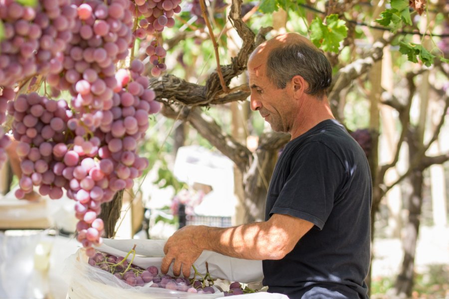 Récolte des raisins à Agrigento. Aurelio Wieser - Shutterstock.com