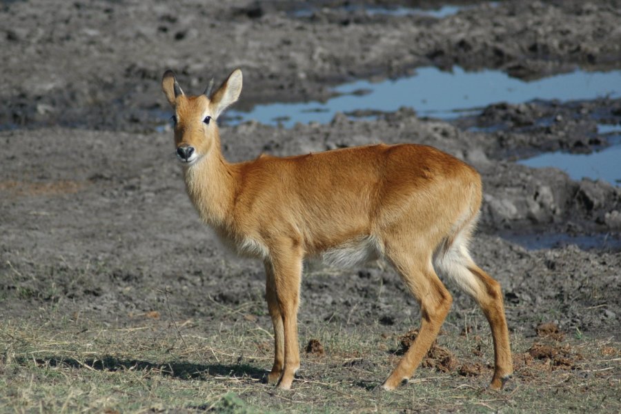 Jeune puku mâle, Chobe River Front. Marie Gousseff / Julien Marchais