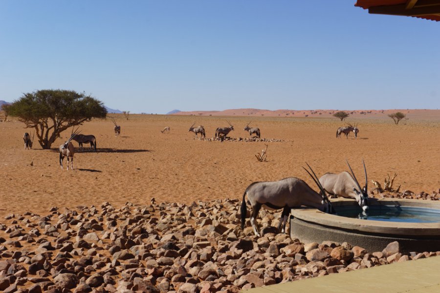 Onyx dans la réserve naturelle de Namib rand. The Law of Adventures - Shutterstock.com
