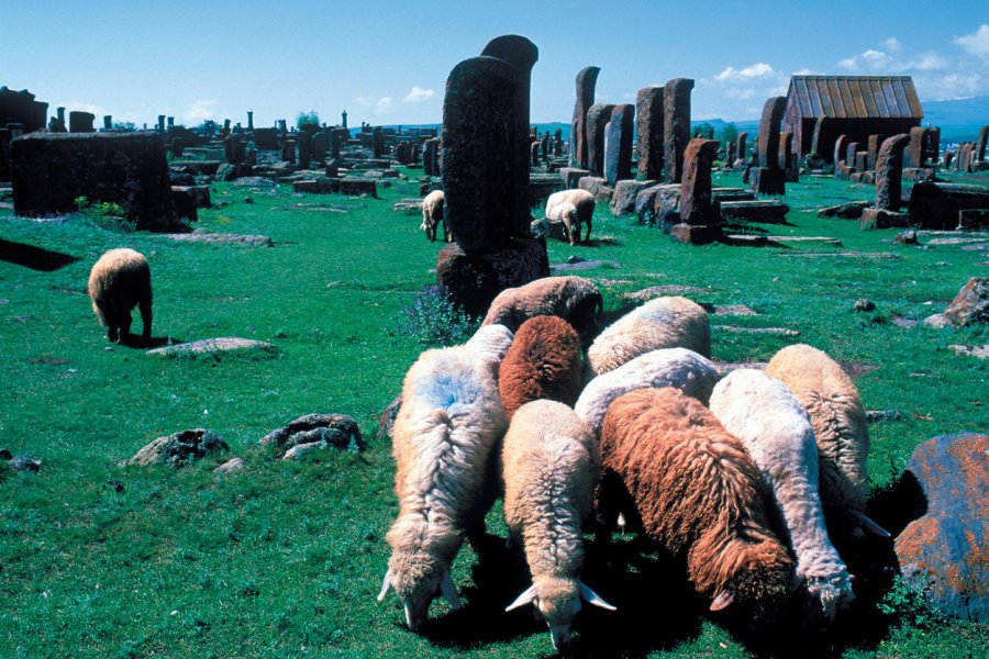 Moutons paissant parmi les khatchkars de Noradouz. Eric Martin - Iconotec