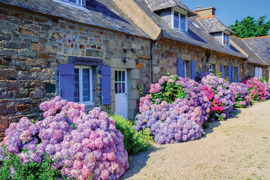 Hortensias colorés et maisons bretonnes typiques. Xantana - iStockphoto.com