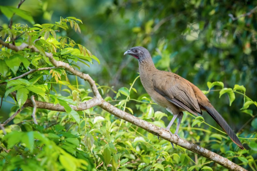 Cocrico. Petr Simon - Shutterstock.com