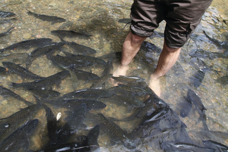 Séance de fish massage par des poissons tagal Stéphan SZEREMETA