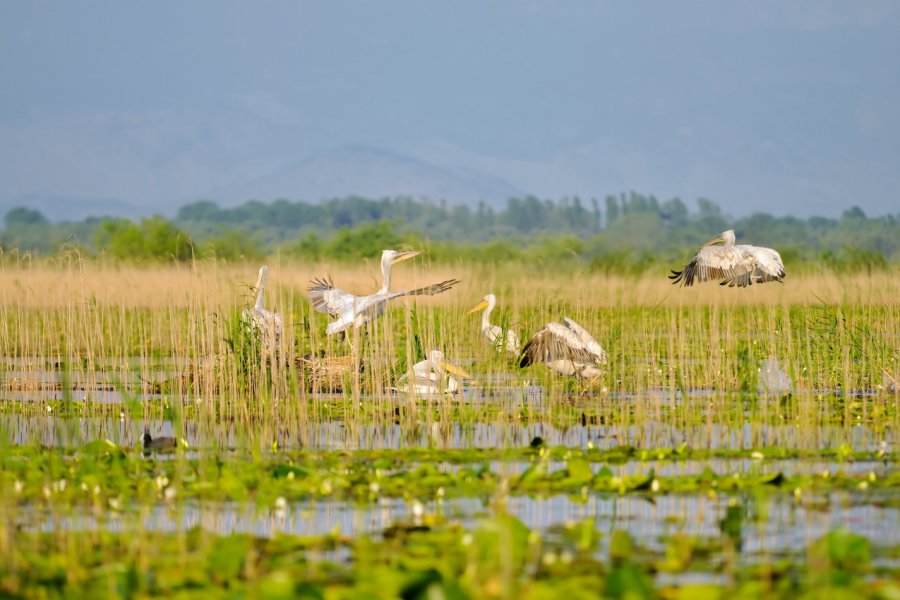 Pélicans sur le lac Skadar. Sevaljevic - iStockphoto.com