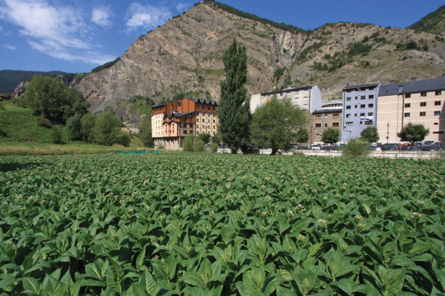 Champ de tabac andorran. Jorisvo - iStockphoto.com