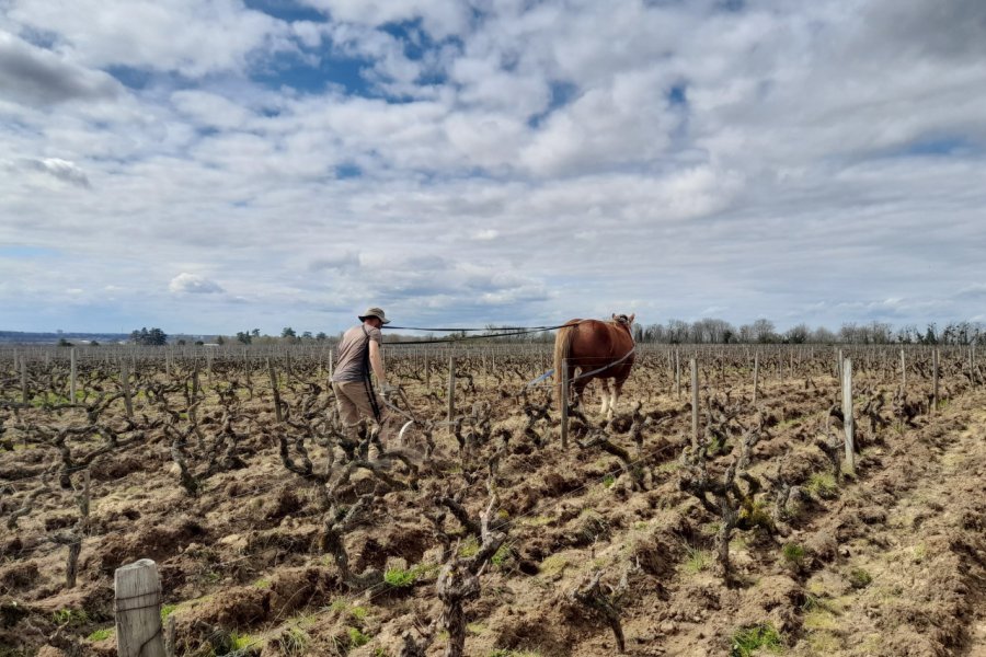 Vignoble de Vouvray. Alexandre BLOND