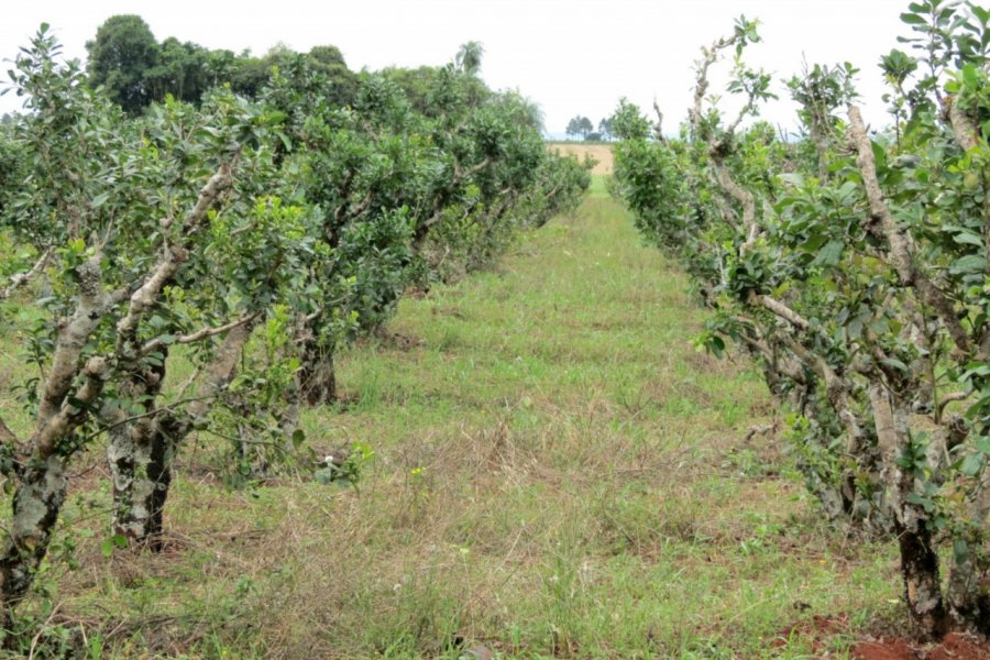 Plantation de yerba mate, Itapúa. Nicolas LHULLIER