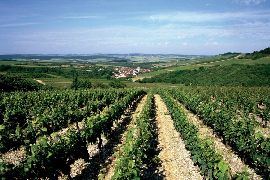 Vignoble de Chablis. AM stock nature