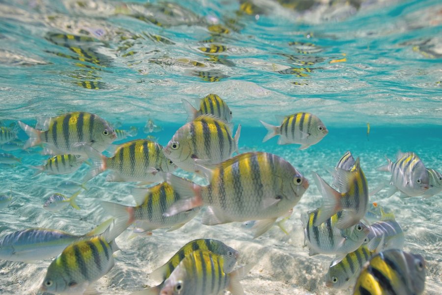 Poissons tropicaux, Cayo Arena à Punta Rucia. Ministère du Tourisme de la République Dominicaine