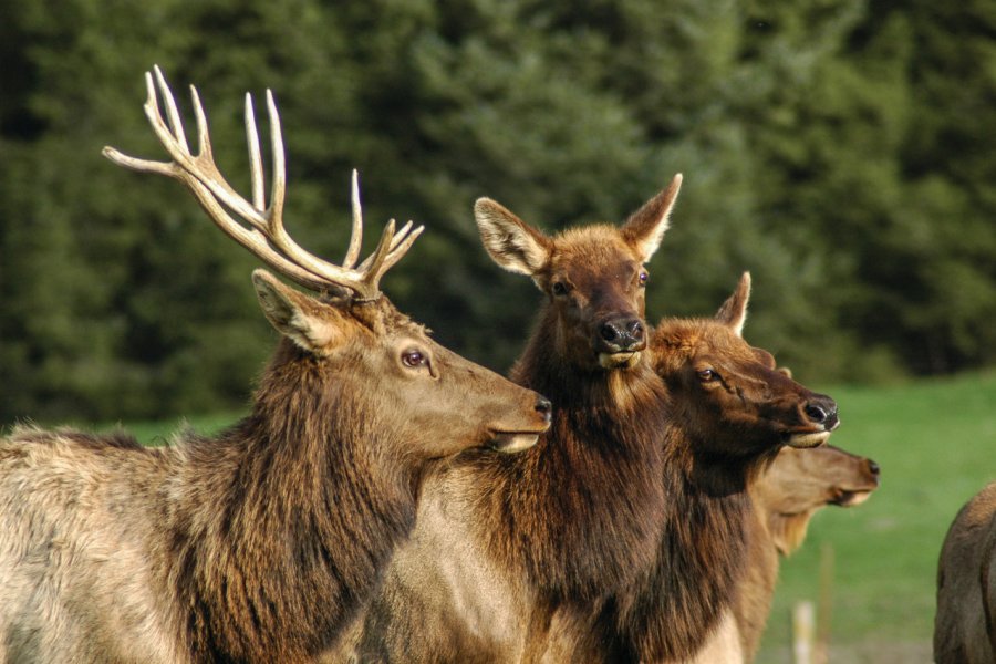 Wapiti d'Humboldt Redwookds State Park. Sam CAMP - iStockphoto