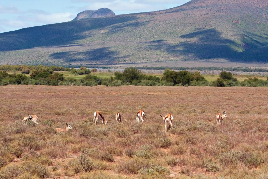 Gazelles dans le Karoo national park. AOosthuizen - iStockphoto