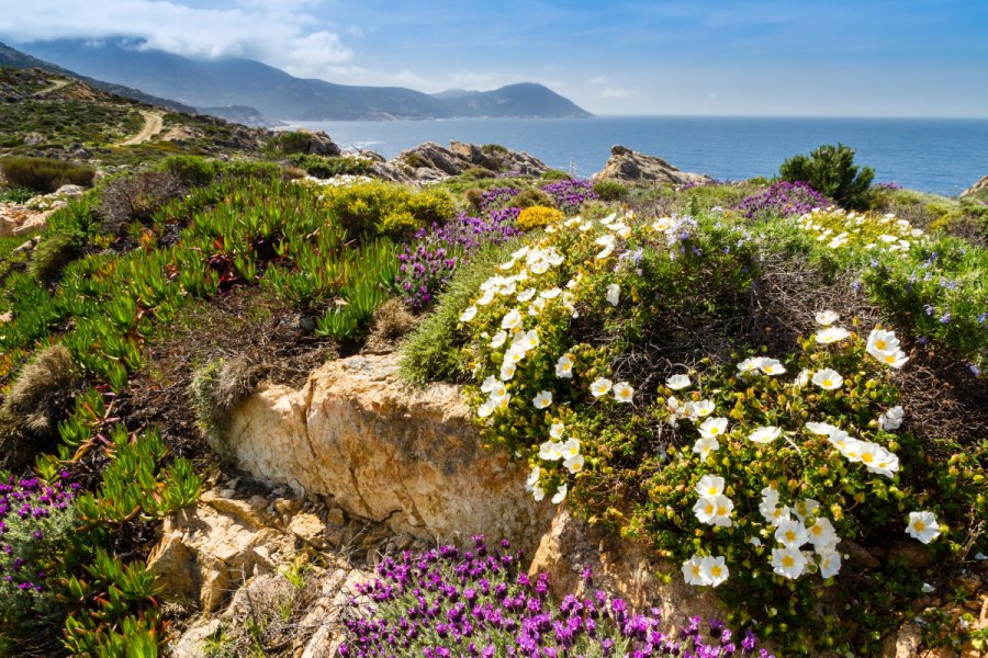 Maquis sur la presqu'île de La Revellata près de Calvi. Jon Ingall - Shutterstock.com