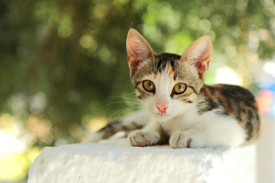 Chats sur l'île de Samos. AnnaThielisch - Shutterstock.com