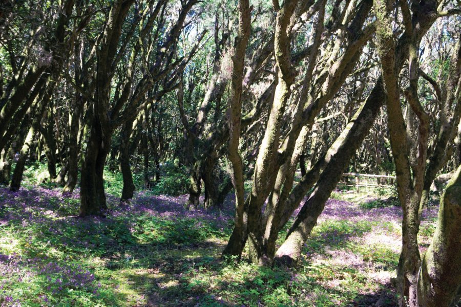 Lauresilva (laurier sylvestre), Boque del Cedro. Author's Image