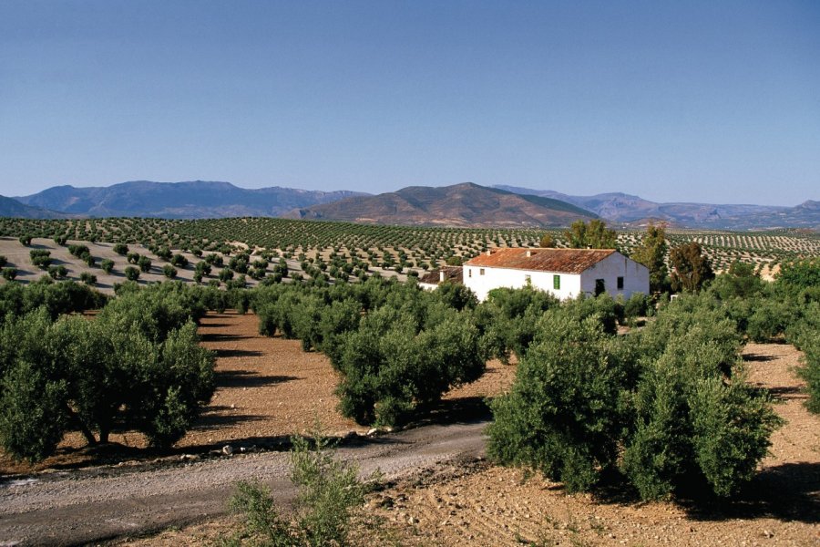 Paysage des environs de Jaén. Author's Image