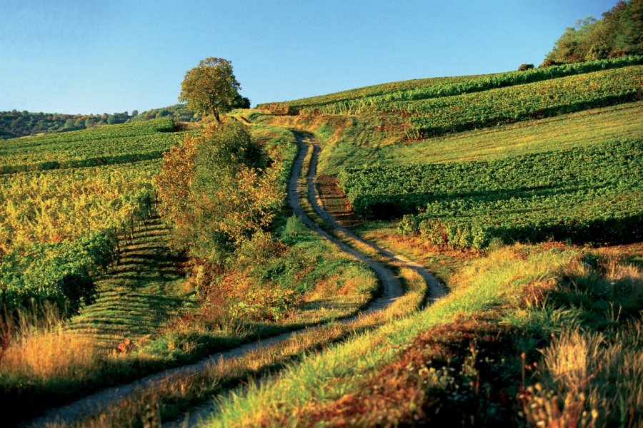 Paysage AM stock nature