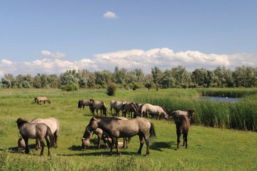 Dans le parc national de Hortobagy. Sjo - iStockphoto