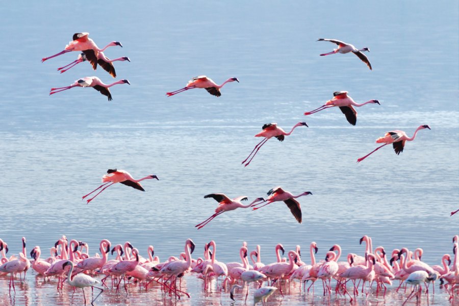 Envolée de flamants roses au lac de Bogoria. ivanmateev - iStockphoto.com