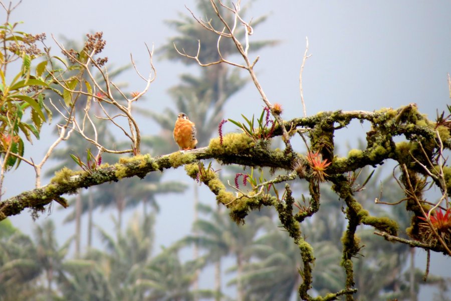 Les oiseaux sont faciles à observer dans la vallée de Tochecito. Nicolas Lhullier