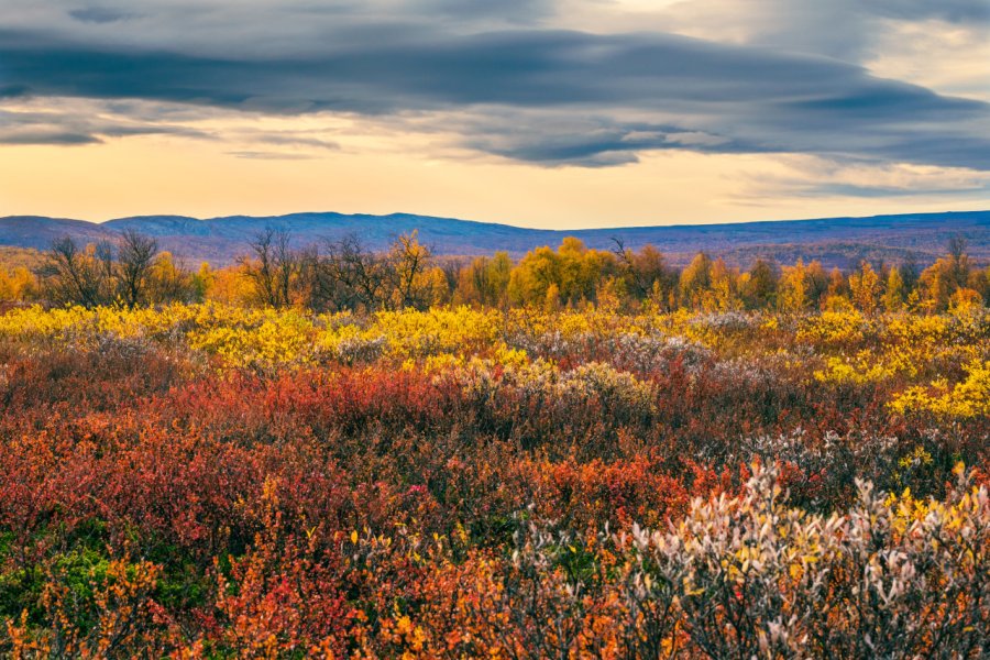 Paysage de Laponie finlandaise lors du ruska. KatrinLill - Shutterstock.com