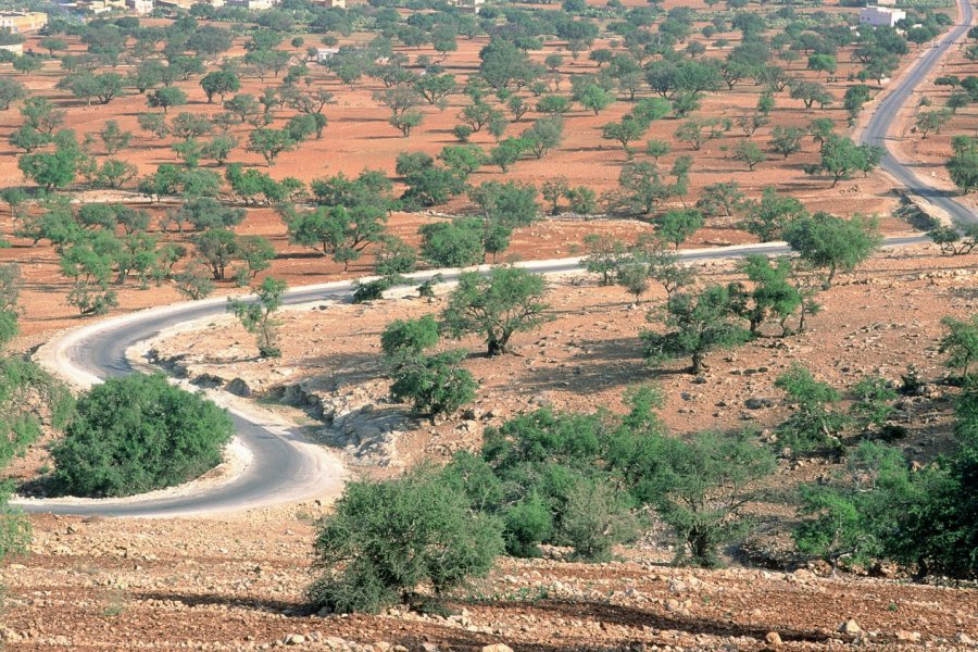 Arganiers près d'Aït Baha. Alamer - Iconotec