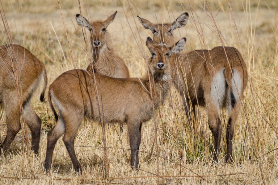 Antilopes dans le parc national de la Pendjari. Fabian Plock - Shutterstock.com