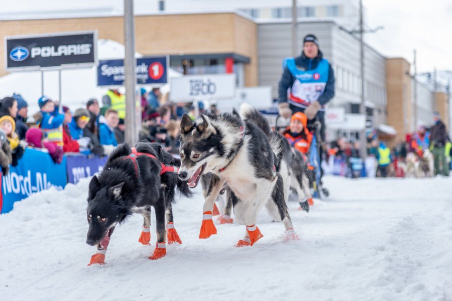 Finnmarksløpet, course de chiens de traîneau, à Alta. Inger Eriksen - Shutterstock.com