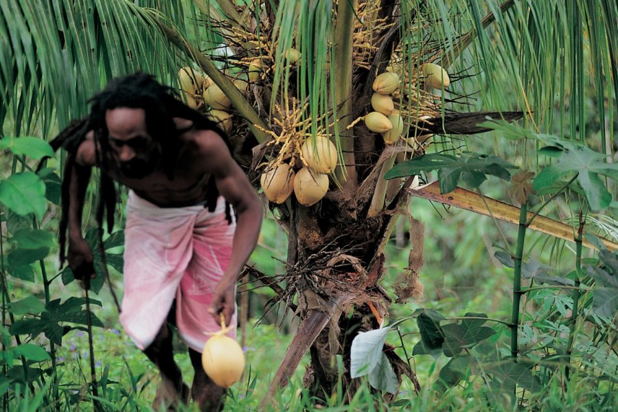 Ramassage de noix de coco. Sandra DAVEAU