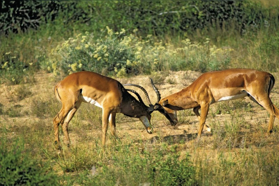 Kenya, Laikipia, parc Il Ngwesi Tom Pepeira - Iconotec