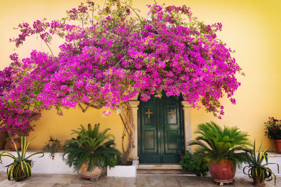 Bougainvillier de l'île de Corfou. lukaszimilena - Shutterstock.com