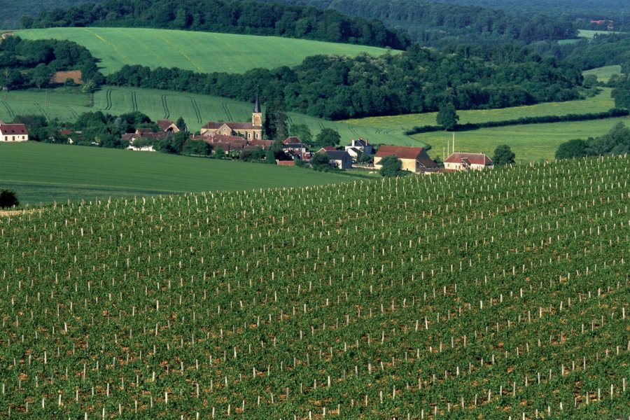 Vignoble de Pouilly AM stock nature