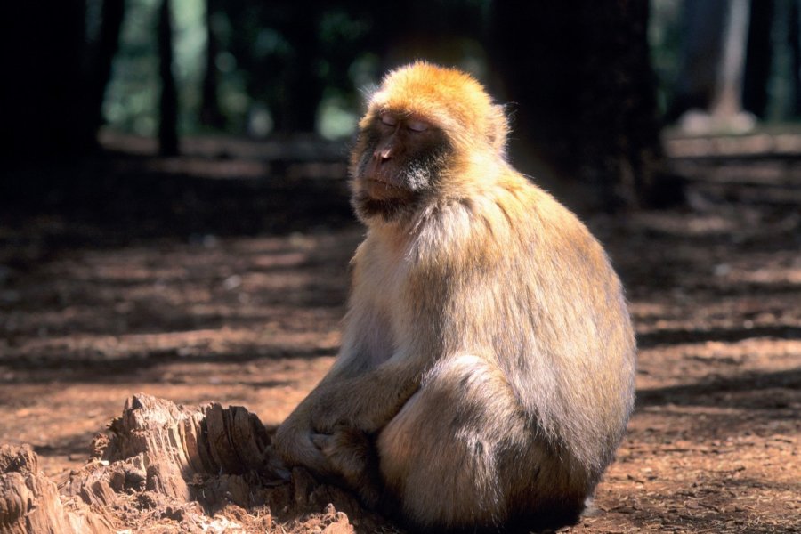 Singes de Barbarie dans la forêt de Cèdres. Author's Image