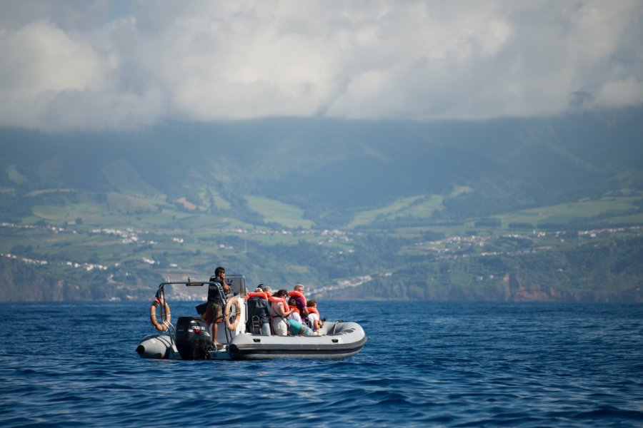 Ponte Delgada observation des dauphins et des baleines. ARoxoPT - Shutterstock.com