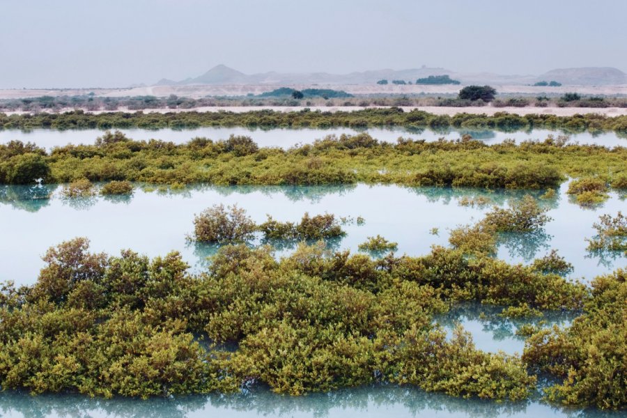 Mangroves de Sir Bani Yas. Abu Dhabi Tourism Authority