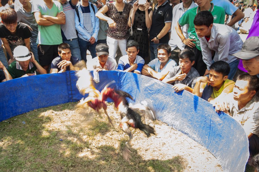 Combat de coqs à Bac Ninh. thi - Shutterstock.com