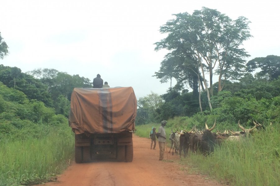 Embouteillage sur la route entre Enyellé et Bétou. Thomas Morgan