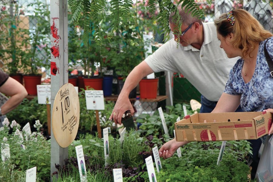 Herbes aromatiques au Marché By d'Ottawa. Stéphan SZEREMETA